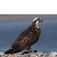 گونه عقاب ماهیگیر Osprey